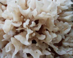 Cauliflower Mushroom 0920a.JPG (48634 bytes)