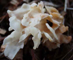 Cauliflower Mushroom 0920b.JPG (43140 bytes)