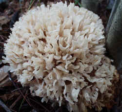 Cauliflower Mushroom 0920c.JPG (66725 bytes)
