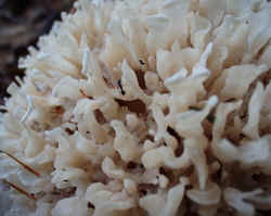 Cauliflower Mushroom 0920d.JPG (48969 bytes)
