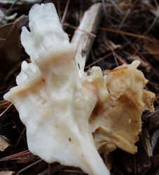 Cauliflower Mushroom 0920e.JPG (53560 bytes)