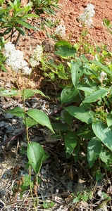 Ceanothus americanus New Jersey Tea.jpg (71071 bytes)