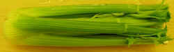 Celery1007.JPG (18264 bytes)