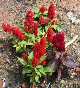 Celosia Plumosa.jpg (106437 bytes)