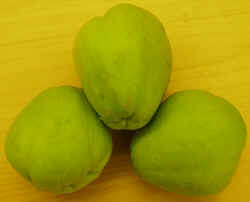Chayote Squash1007a.JPG (34748 bytes)