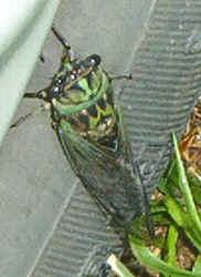 Cicada0823a.jpg (48105 bytes)
