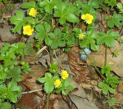 Cinquefoil Potentilla canadensis Linnaeus.jpg (180202 bytes)