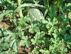 Citron0823a.jpg (71946 bytes)