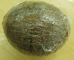 Coconut1007.JPG (55930 bytes)