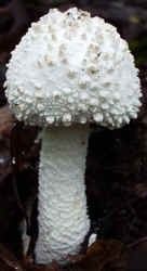 Cokers Amanita0922a.JPG (34883 bytes)