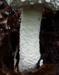 Cokers Amanita0922b.JPG (45324 bytes)