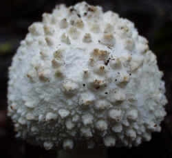 Cokers Amanita0922c.JPG (49588 bytes)