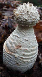 Coker's Amanita0924.JPG (40161 bytes)