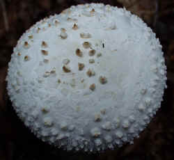 Coker's Amanita 0917b.JPG (49345 bytes)