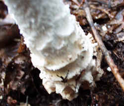 Coker's Amanita 0917c.JPG (56152 bytes)