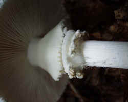 Coker's Amanita 0917d.JPG (35387 bytes)