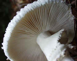 Coker's Amanita 0917e.JPG (45051 bytes)