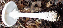 Coker's Amanita 0917f.JPG (36350 bytes)