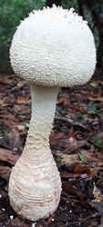 Coker's Amanita 0929a.JPG (36986 bytes)
