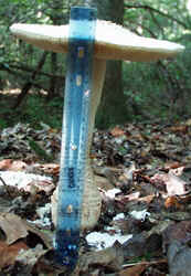 Coker's Amanita 1002c.JPG (56892 bytes)