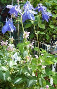 Columbine0506.jpg (83978 bytes)