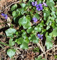 Common Blue Violet Violaceae Columbus, NC.jpg (60500 bytes)