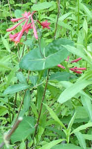 Coral Honeysuckle0508.jpg (74278 bytes)