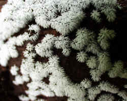 Coral Slime0917.JPG (57458 bytes)