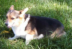 Corgi0902a.jpg (58853 bytes)