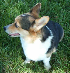 Corgi0902b.jpg (75089 bytes)