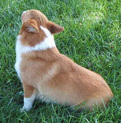 Corgi0902c.jpg (84022 bytes)