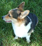 Corgi0902sm.jpg (28873 bytes)