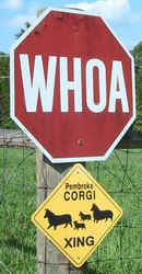 CorgiCrossing0902.jpg (42532 bytes)