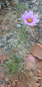 Cosmos0604b.jpg (60184 bytes)