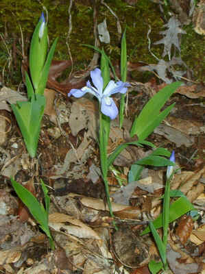 Crested Dwarf Iris.jpg (146284 bytes)