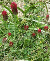 Crimson Clover.jpg (54432 bytes)