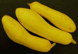 Crooked Neck1007.JPG (36911 bytes)