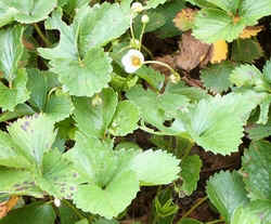 Cultivated strawberry.jpg (67503 bytes)