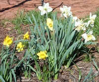 Daffodil Amaryllidaceae.jpg (48005 bytes)