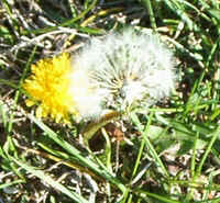 Dandelion Compositae Columbus, NC.jpg (54108 bytes)