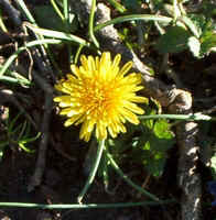 Dandelion Compositae Lynn, NC .jpg (49985 bytes)