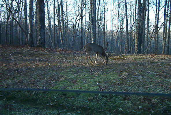 Deer1.jpg (124527 bytes)