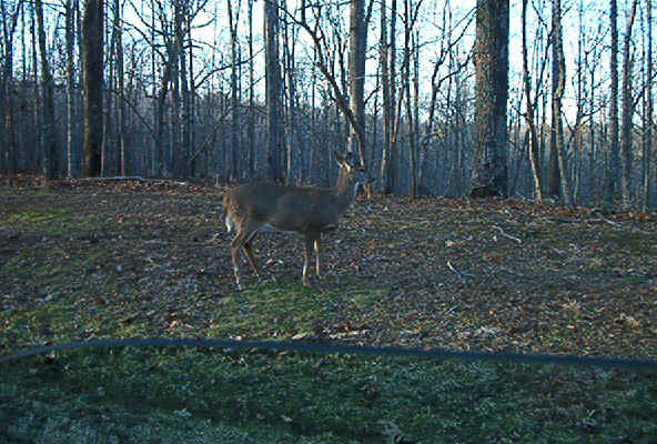 Deer2.jpg (150201 bytes)