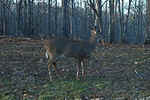 Deer2sm.jpg (20922 bytes)