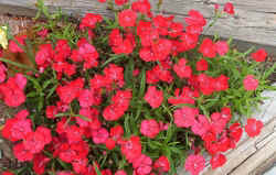 Dianthus.jpg (56738 bytes)