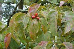 Dogwood Berry0825.jpg (55695 bytes)