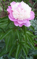 Double Pink Peony.jpg (46244 bytes)
