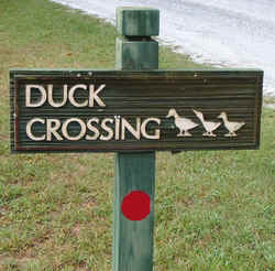 Duck Crossing0825.jpg (73694 bytes)