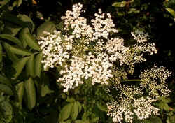 Elderberry0607.jpg (60448 bytes)