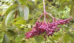Elderberry Fruit0825b.jpg (53852 bytes)